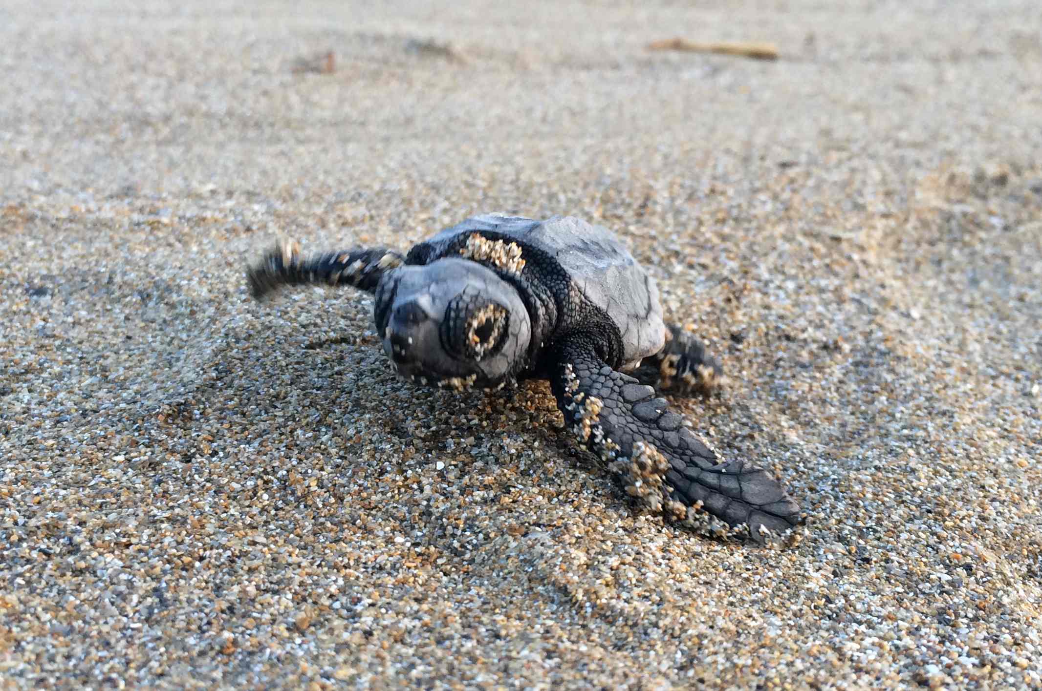 schiusa di Caretta caretta a Cefalonia